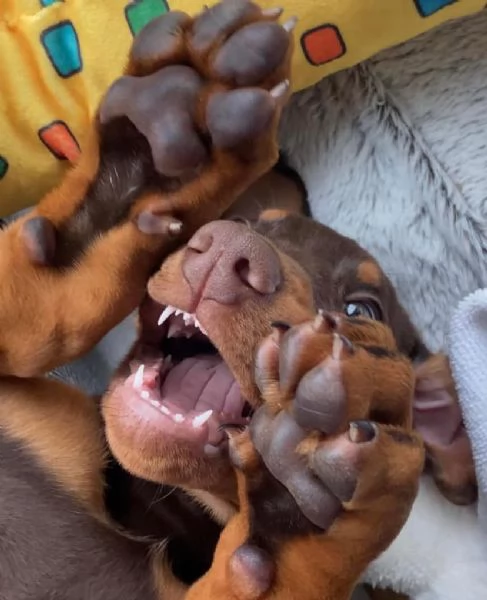 Dobermann (cuccioli maschio e femmina) | Foto 1