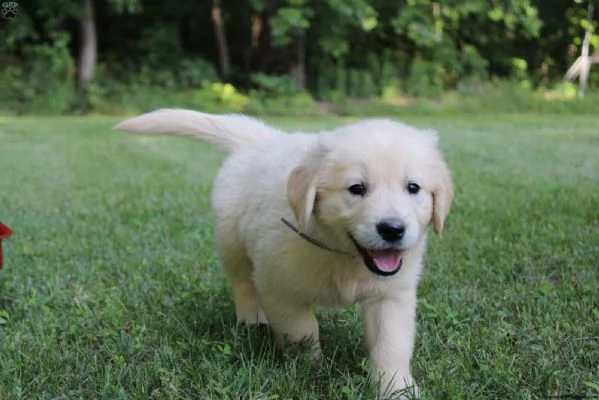 Cuccioli di Golden Retriever maschi e femmine disponibili