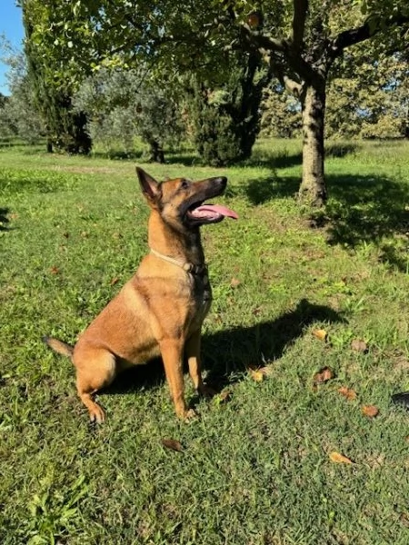 Cuccioli di Pastore Belga