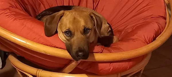 YAGO cerca nuova casa | Foto 1