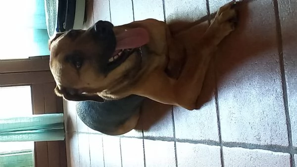 YAGO cerca nuova casa | Foto 0