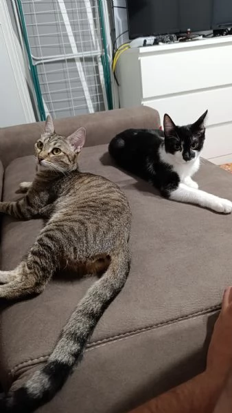 Regalo gatti  | Foto 3