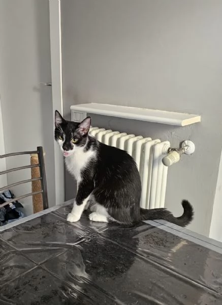 Regalo gatti  | Foto 2