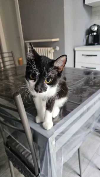 Regalo gatti  | Foto 1