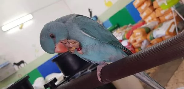 Parrocchetti dal collare adulti 