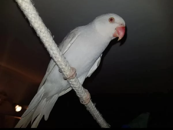 Parrocchetti dal collare adulti  | Foto 5