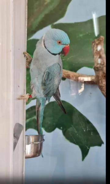 Parrocchetti dal collare adulti  | Foto 4