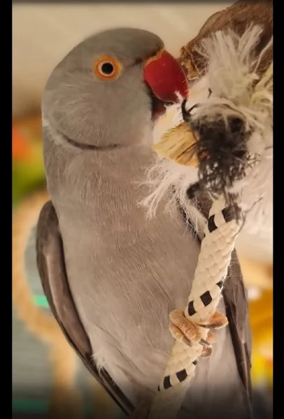 Parrocchetti dal collare adulti  | Foto 3