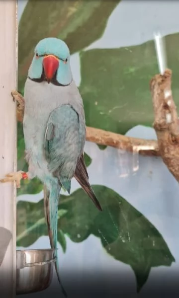 Parrocchetti dal collare adulti  | Foto 2