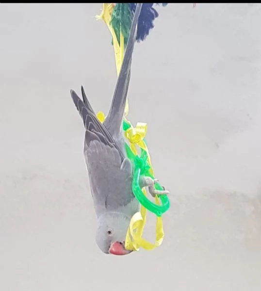 Parrocchetti dal collare adulti  | Foto 1