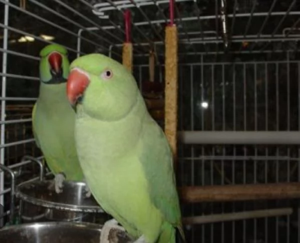 Parrocchetti dal collare adulti  | Foto 0