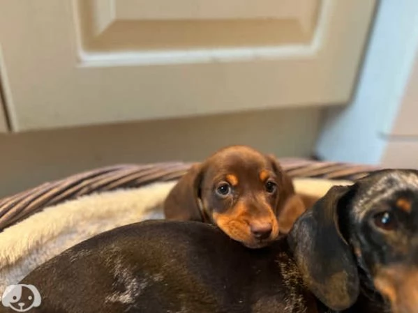 Bassotti nano/kaninchen cuccioli | Foto 2