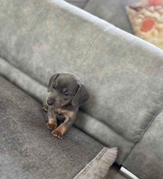 Bassotto nana    – Cuccioli Maschio e Femmina | Foto 11