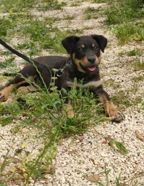 Bassotto nana    – Cuccioli Maschio e Femmina | Foto 9