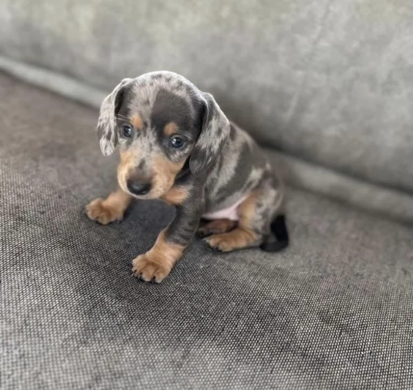 Bassotto nana    – Cuccioli Maschio e Femmina | Foto 8