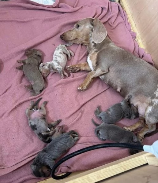 Bassotto nana    – Cuccioli Maschio e Femmina