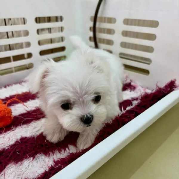 Maltese Toy (cuccioli maschio e femmina) | Foto 0