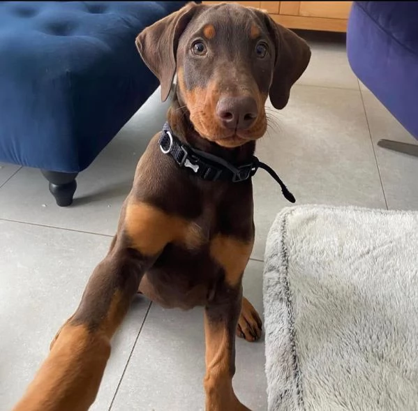 Dobermann (cuccioli maschio e femmina)