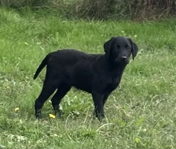 Cuccioli Labrador 