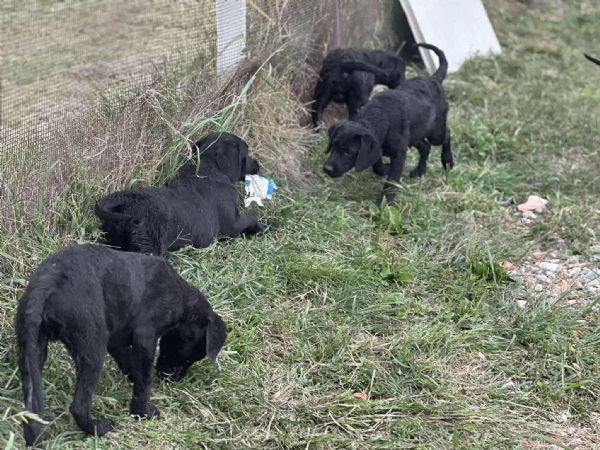 Cuccioli Labrador  | Foto 2