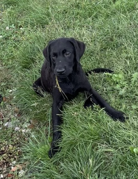 Cuccioli Labrador  | Foto 1