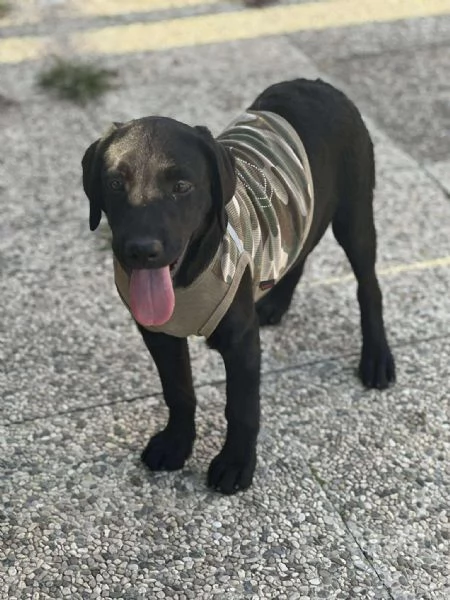 Cuccioli Labrador  | Foto 0
