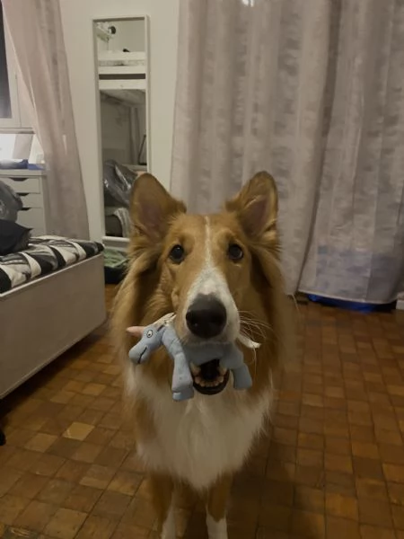 COLLIE SENZA PEDIGREE | Foto 4