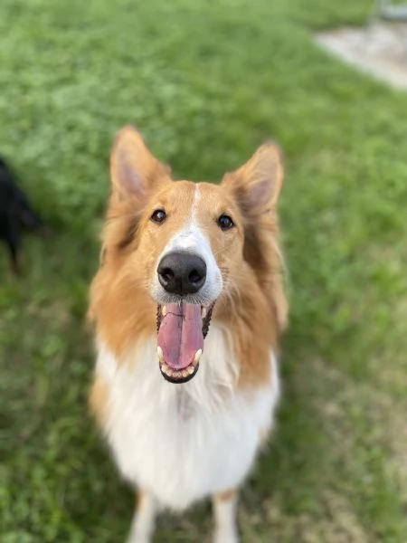 COLLIE SENZA PEDIGREE