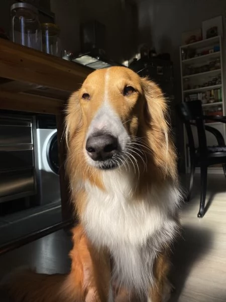 COLLIE SENZA PEDIGREE | Foto 3