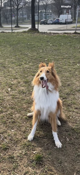 COLLIE SENZA PEDIGREE | Foto 2