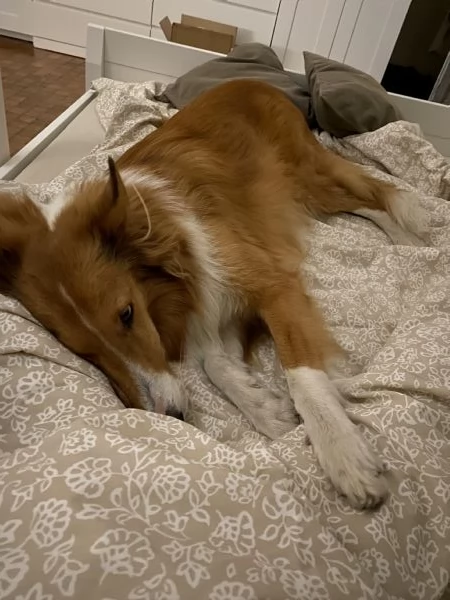 COLLIE SENZA PEDIGREE | Foto 1