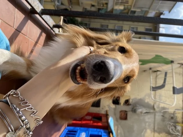 COLLIE SENZA PEDIGREE | Foto 0