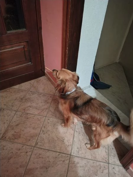 Regalo cane | Foto 1