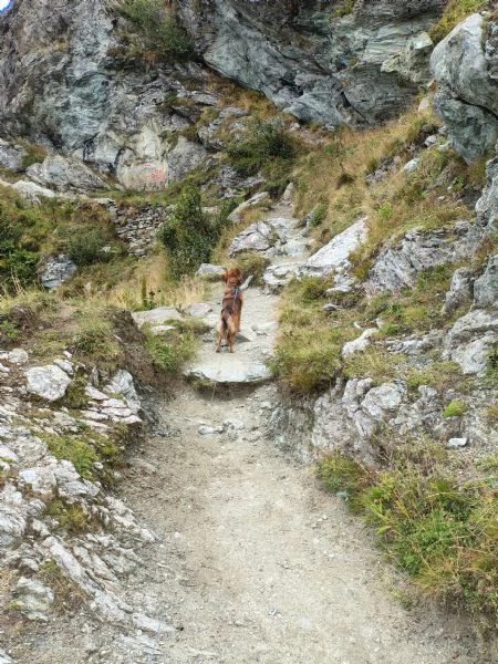 Regalo cane | Foto 0