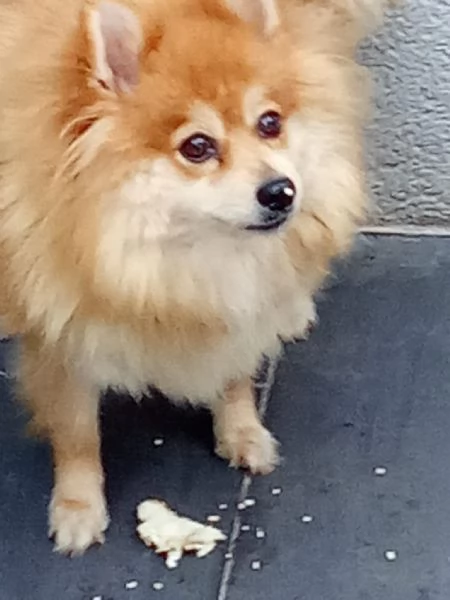 Regalo volpini | Foto 3