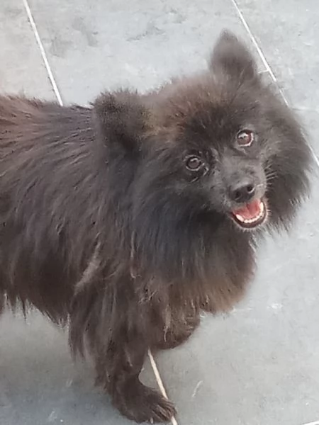 Regalo volpini | Foto 2