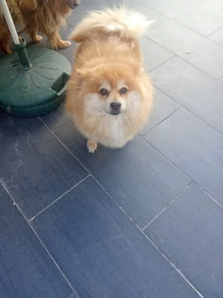 Regalo volpini | Foto 1