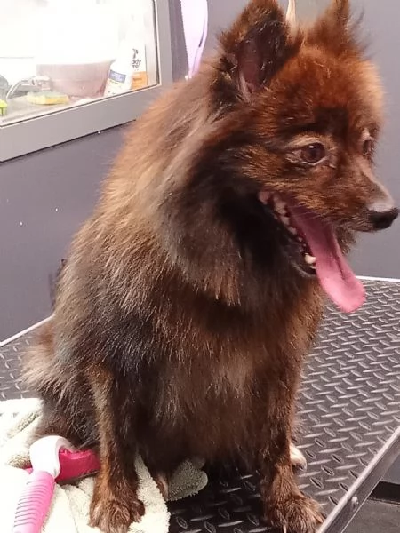 Regalo volpini | Foto 0