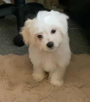 cuccioli di maltese giocosi