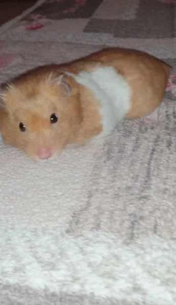 Criceto dorato  | Foto 2