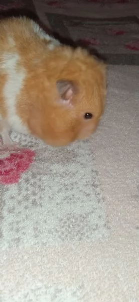 Criceto dorato  | Foto 1