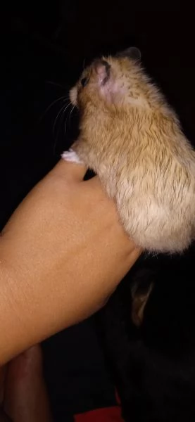 Criceto dorato  | Foto 0