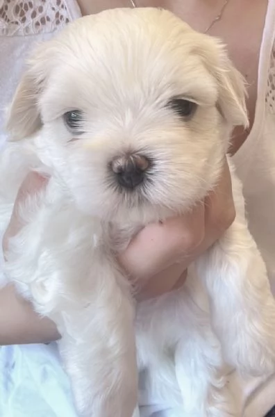 Piccole nuvole di felicità pronte per portarvi amore  | Foto 2