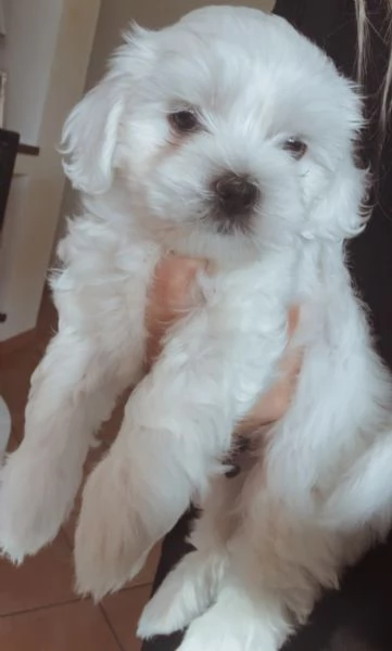 Piccole nuvole di felicità pronte per portarvi amore  | Foto 1