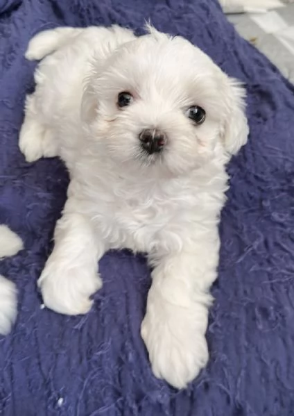 Piccole nuvole di felicità pronte per portarvi amore  | Foto 0