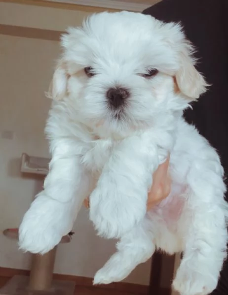 Piccole nuvole di felicità pronte per portarvi amore 