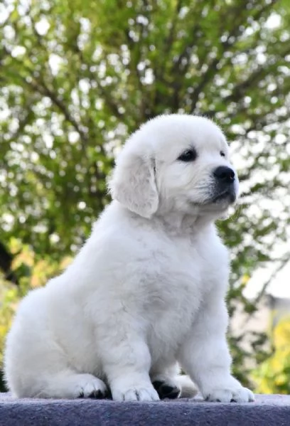 Cuccioli di golden retriever Bianchi