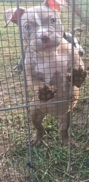 Cuccioli American bully pocket