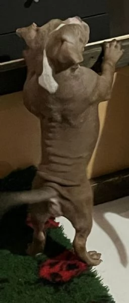 Cuccioli American bully pocket | Foto 3