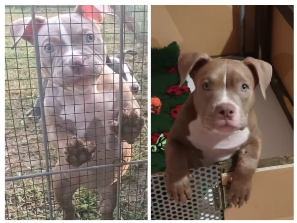 Cuccioli American bully pocket | Foto 2